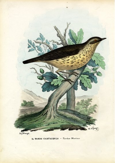 Song Thrush by Raimundo Petraroja